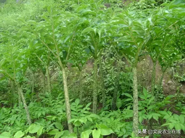 野荞麦根和乌鸡蛋煮，野荞麦根和乌鸡蛋煮水的功效（农业科普：53种野菜）