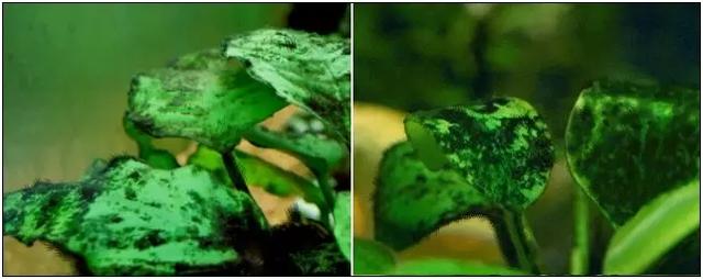 关于藻类（化石介绍，藻类化石值钱吗（19种常见藻类照片和解决方法）