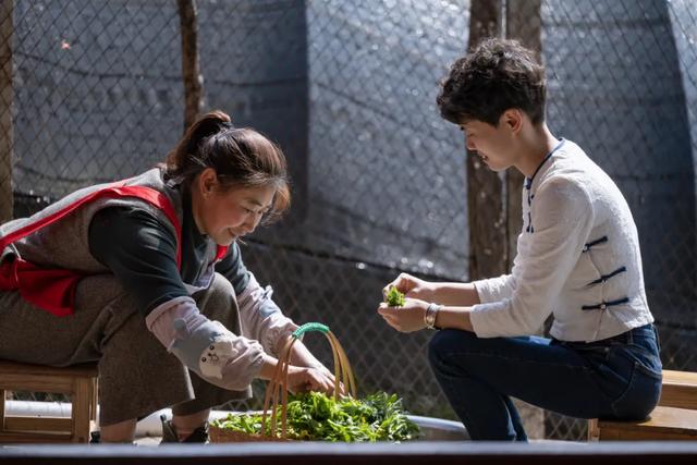 水菊(水菊草),吃一口黄花粑粑你就知道了(菊水是什么) 水菊(水菊草),吃一口黄花粑粑你就知道了(菊水是什么)