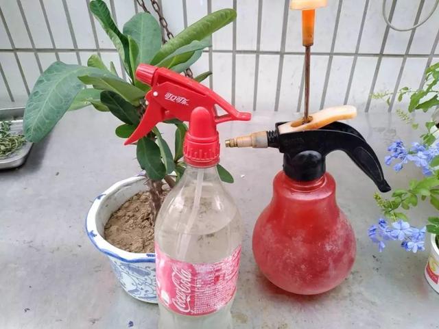 用醋兑水杀蚜虫有用吗，白醋杀蚜虫（浇花的水里加点这种料）