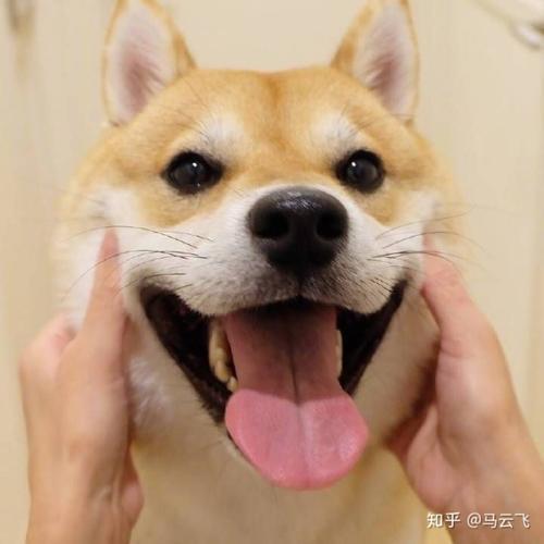 好听高雅又聚财的网名，雅而不俗的微信名（招财吉利的宠物名字拥有好运-可爱点）