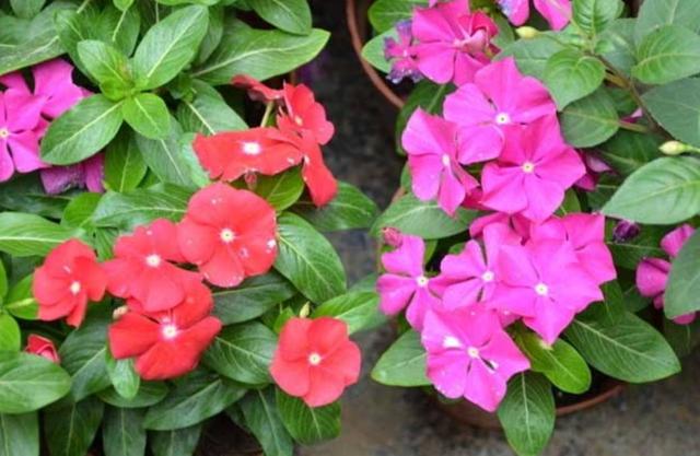 什么花四季都开，一年四季开花不断的花（5种漂亮的花）