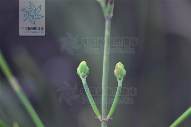 本草图经作者是谁，《本草图经》的作者（芎藭 蘼蕪 藁本）