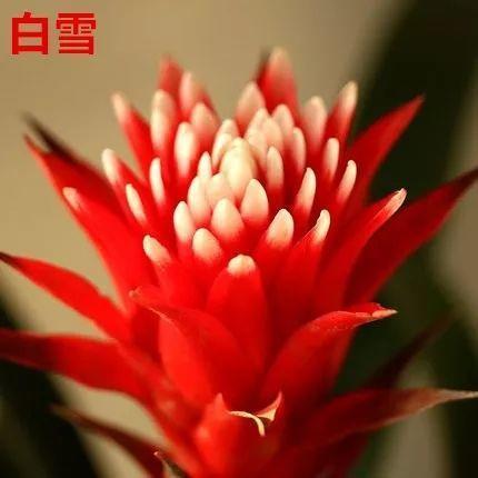 鸿运当头好养吗，鸿运当头怎么不好养（鸿运当头别喷水）