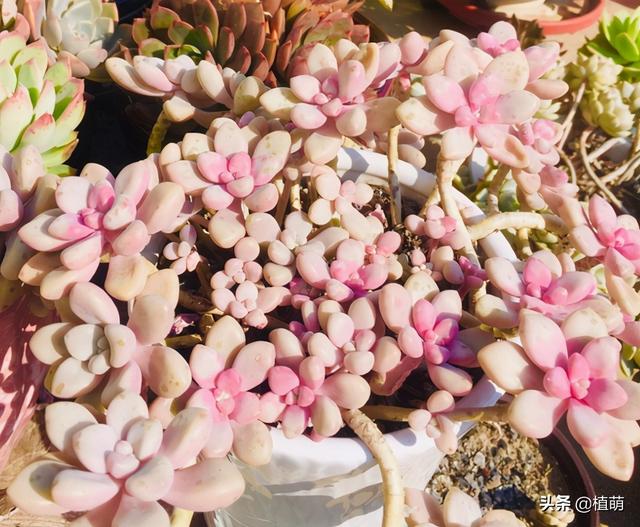 为什么我的多肉植物艾伦一直不长，多肉艾伦变绿（一样能养出粉色的艾伦）