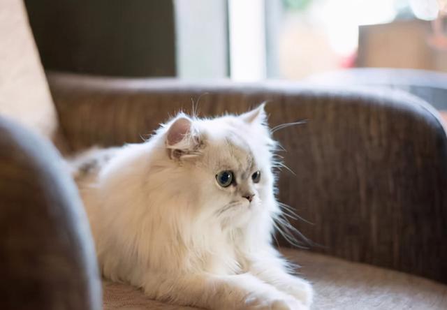 肠胃猫什么意思什么梗（对“金吉拉猫”肠胃伤害很大）