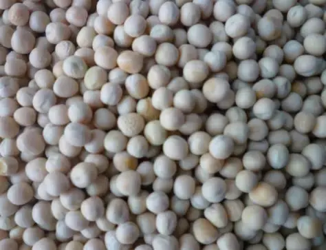 怎么查询鸽子的成绩，怎么查找鸽子的成绩（学习强豪养鸽秘诀）