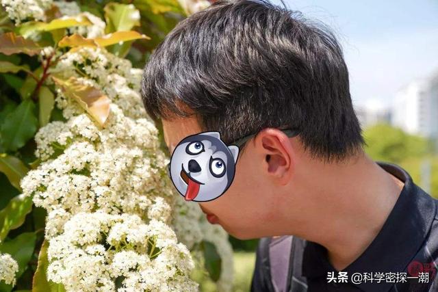 石楠花为什么要种在学校，学校为什么要种石楠树（石楠树花散发类似于男性精液的气味）
