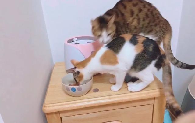 怎么解决猫咪挑食的问题，改善挑食，是一场人猫拉锯战