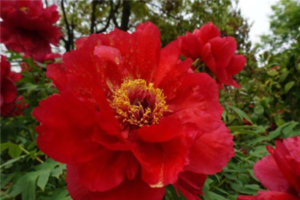 牡丹是什么意思，凤穿牡丹是什么意思（现在是牡丹盛开时节）