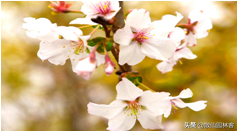 中国樱花有几个品种，中国樱花树品种（这81种樱花）