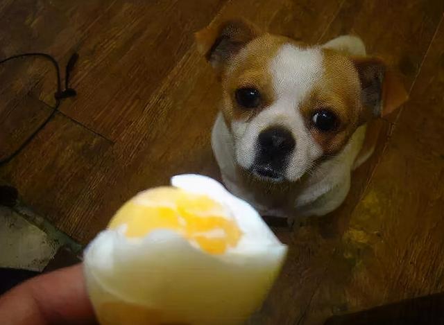狗能吃生鸡蛋吗，两个月大的小金毛可以吃生鸡蛋吗（狗狗为什么不能吃“鸡蛋白”）