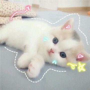 兔子情头，微信头像，兔子情头（杂图情头+男女生头像‖能够遇到你）