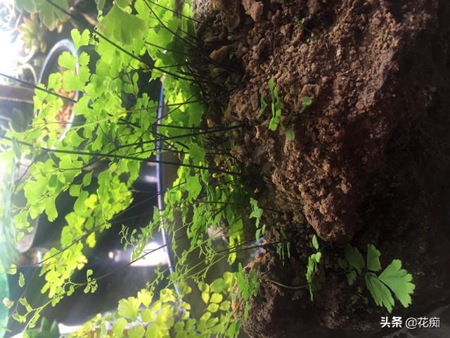 铁线蕨的养殖方法，铁线蕨的养殖方法视频（1个月轻松长成小森林）