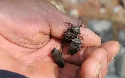 弟弟的惊喜400字作文，弟弟的作文怎么写（弟弟总是能给我一些惊喜）