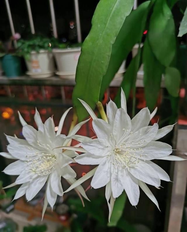 用一片叶子扦插的昙花应该怎么养，昙花整片叶子怎么扦插（用一片叶子就可以扦插一盆）