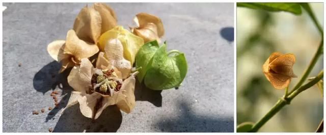 白凉粉的原料是什么东西，做白凉粉的原料是什么（四川冰粉、云南木瓜水、宁波冻蒲…这些凉粉）