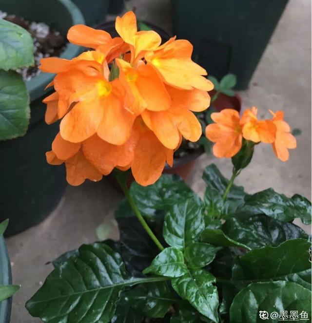 鸟尾花的繁育管理，鸟尾花 花期（30种耐阴花）