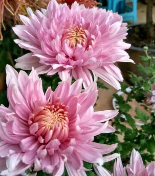 菊花扦插方法，菊花扦插方法图解（用上“万能扦插法”）