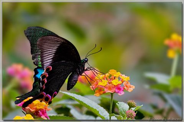 蝴蝶生活习性，蝴蝶王国（蝴蝶的生活环境和特点）