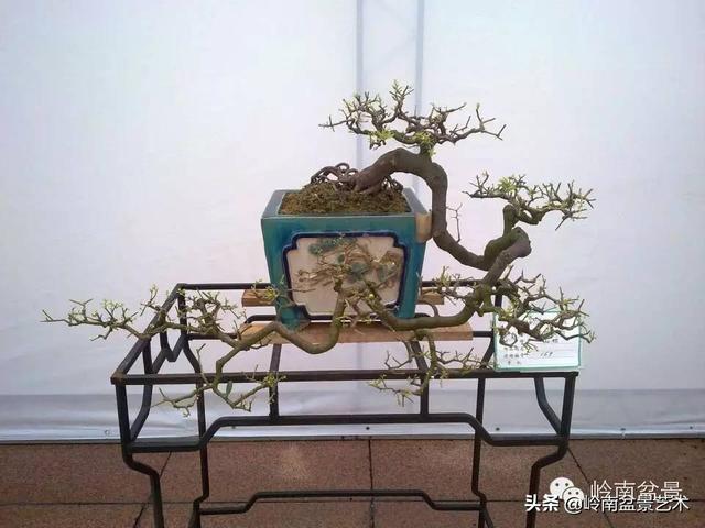 山桔种植方法，山桔盆景，其实没那么难养！