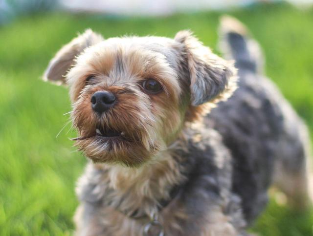 狗为什么会吠叫，狗喜欢吠叫怎么办（狗狗吠叫有5大含义）