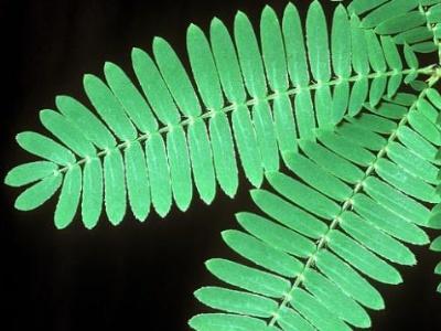 含羞草介绍，含羞草的特点与外貌描写（含羞草怎么种植方法）