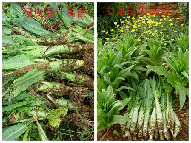 莴苣和莴笋的区别，油麦菜与莴笋的区别（蔬菜档案叶菜类<8>莴苣）
