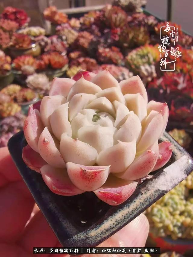 姐妹情深的句子，姐妹情深的句子简短（赏娇媚多肉，忆姐妹情深）