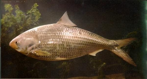 淡水观赏鱼种类，淡水观赏鱼的种类大全！（中国淡水观赏鱼图集<一>）