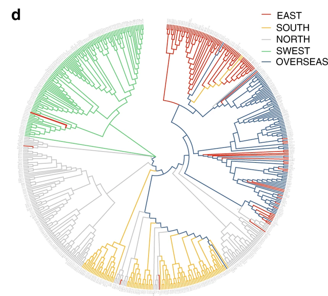 银杏树的资料，银杏树的介绍和特点（看得见摸得着的“活化石”——银杏）