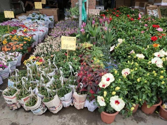 荷花最好看的品种是什么，这花最好看、最好养