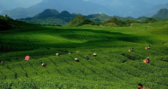 贵州十大名茶，贵州有哪些名茶（贵州这些名茶，你喝过几种）