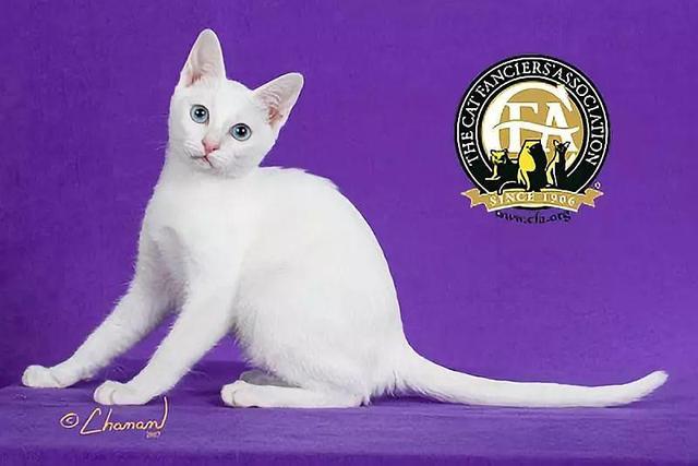 虎斑暹罗猫，银渐层、重点色、虎斑傻傻分不清（海豹虎斑暹罗猫）