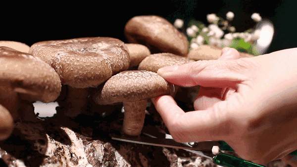 怎么样选够优质量的东北黑木耳，东北黑木耳的口感（4招保你挑到的木耳肥厚又劲道）