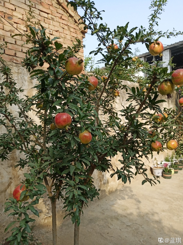 石榴树怎么养，石榴树苗什么时候种植最好（就能边赏花边吃果）