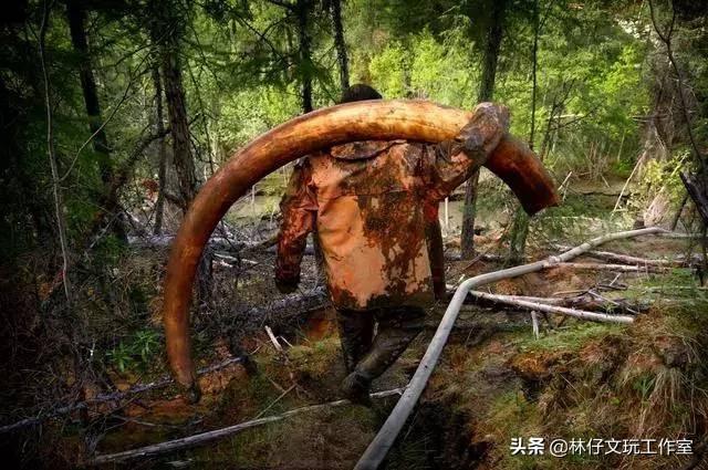 猛犸是什么东西，猛犸骨是什么东西（简单介绍一下猛犸象牙及其收藏价值）