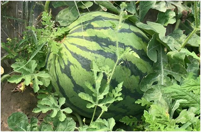 甘美4k西瓜产地哪里，云南甘美4k西瓜好吃吗（市场上哪种西瓜口感是很TOP的）