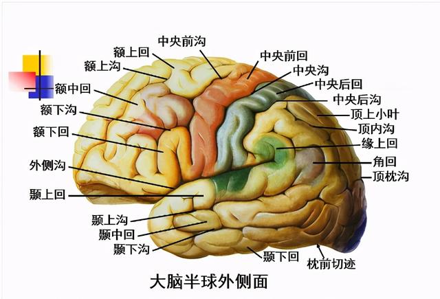 大脑杏仁体解剖图，高清大脑解剖图谱