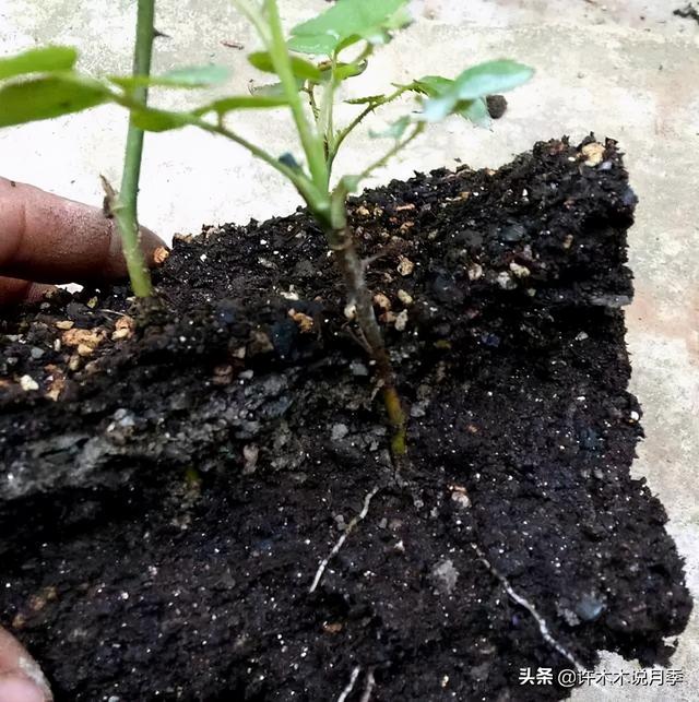 月季为什么不开花只长叶子，月季不开花只长叶子的原因处理方法（月季瘦弱、枝叶稀疏不开花怎么办）