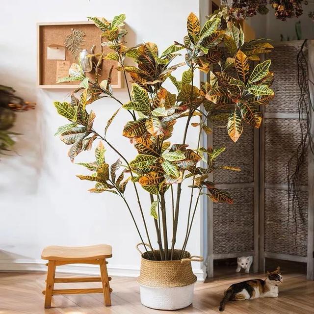 一帆风顺花有毒吗，一帆风顺花草有毒吗（家里养了宠物的朋友）