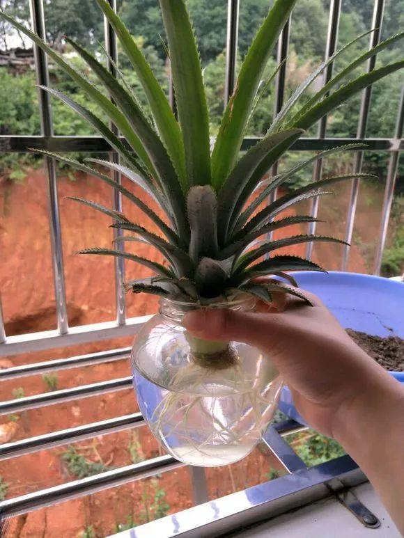 霸王花是火龙果的花吗，昙花、霸王花、火龙果花和令箭荷花的区别（奶奶把一根枝插土里）