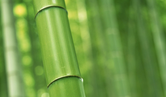 楠竹家具的好处都有什么 为什么不建议用楠竹家具，楠竹家具的好处都有什么（听闻这个雅居“新宠”能让家装从此“竹”够安心）