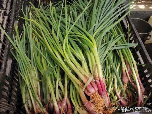 小葱和大葱的区别，小葱和大葱的区别有哪些（国内葱属蔬菜大全，你认识几个）