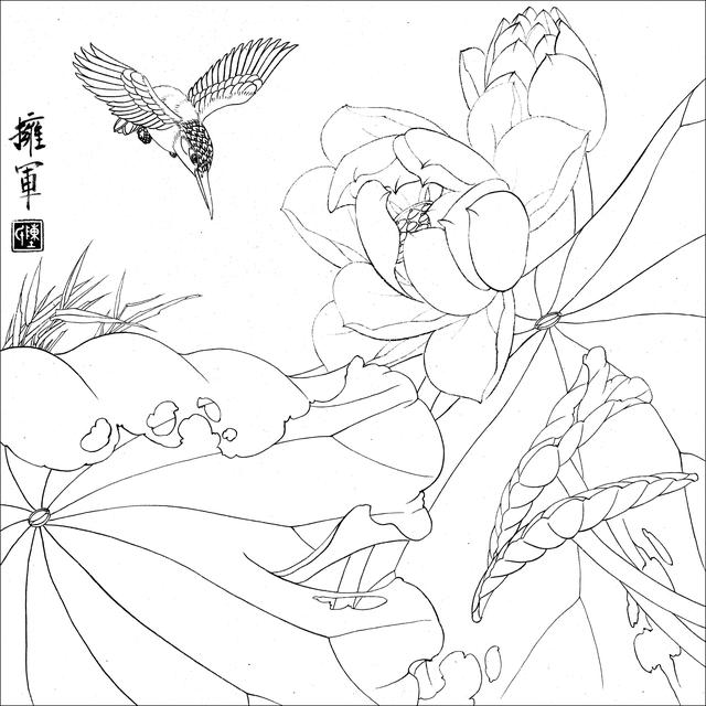 工笔荷花白描，高清工笔荷花白描 110幅