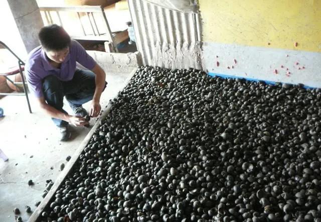 福寿螺到底能不能吃，福寿螺可以吃吗（福寿螺到底能不能吃）