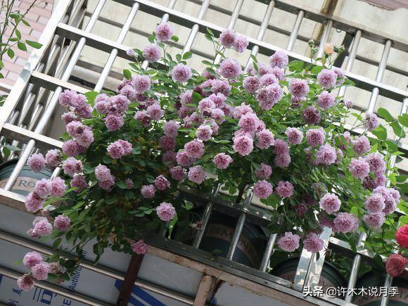 为什么盆栽月季都很难养活，月季花为什么不能进家（这些错误的方法你中了几个）