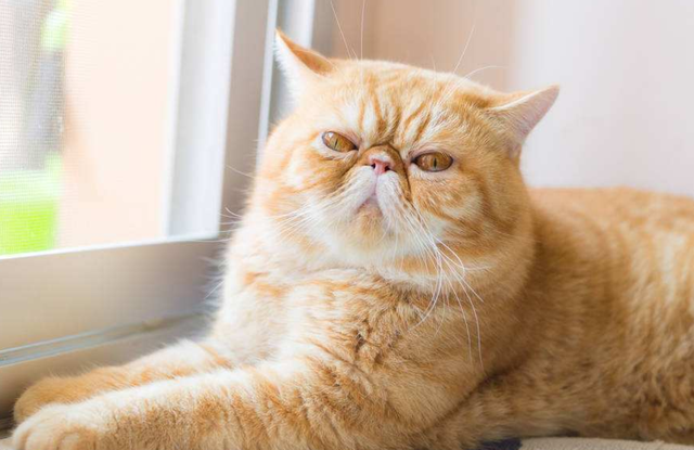 被陌生猫亲近什么预兆，猫跟人有缘是什么预兆（如果陌生的喵星人对你有以下四种行为）