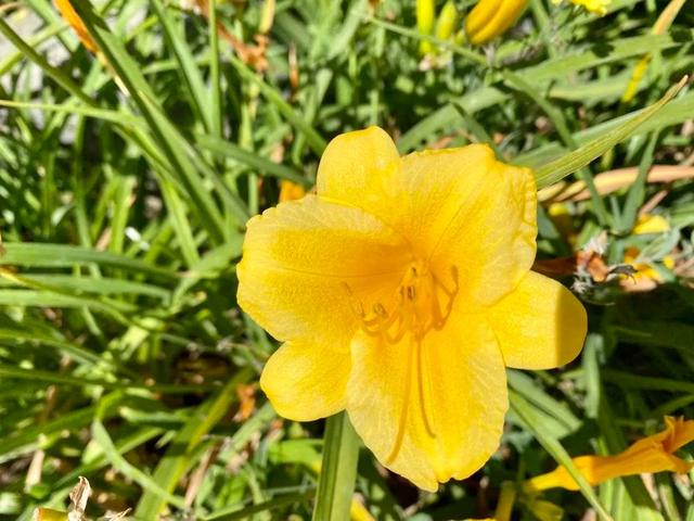 黄菊花的花语和象征，带你去莲花池看花