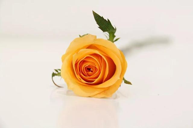 各种玫瑰花的含义，各色的玫瑰花有什么含意（一篇文章认全花店必备80种玫瑰花）